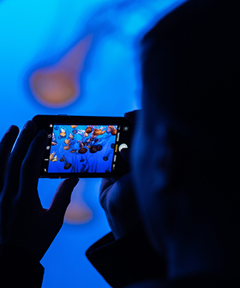 Closeup view of a person holding a cellphone and taking a picture of some jellyfish