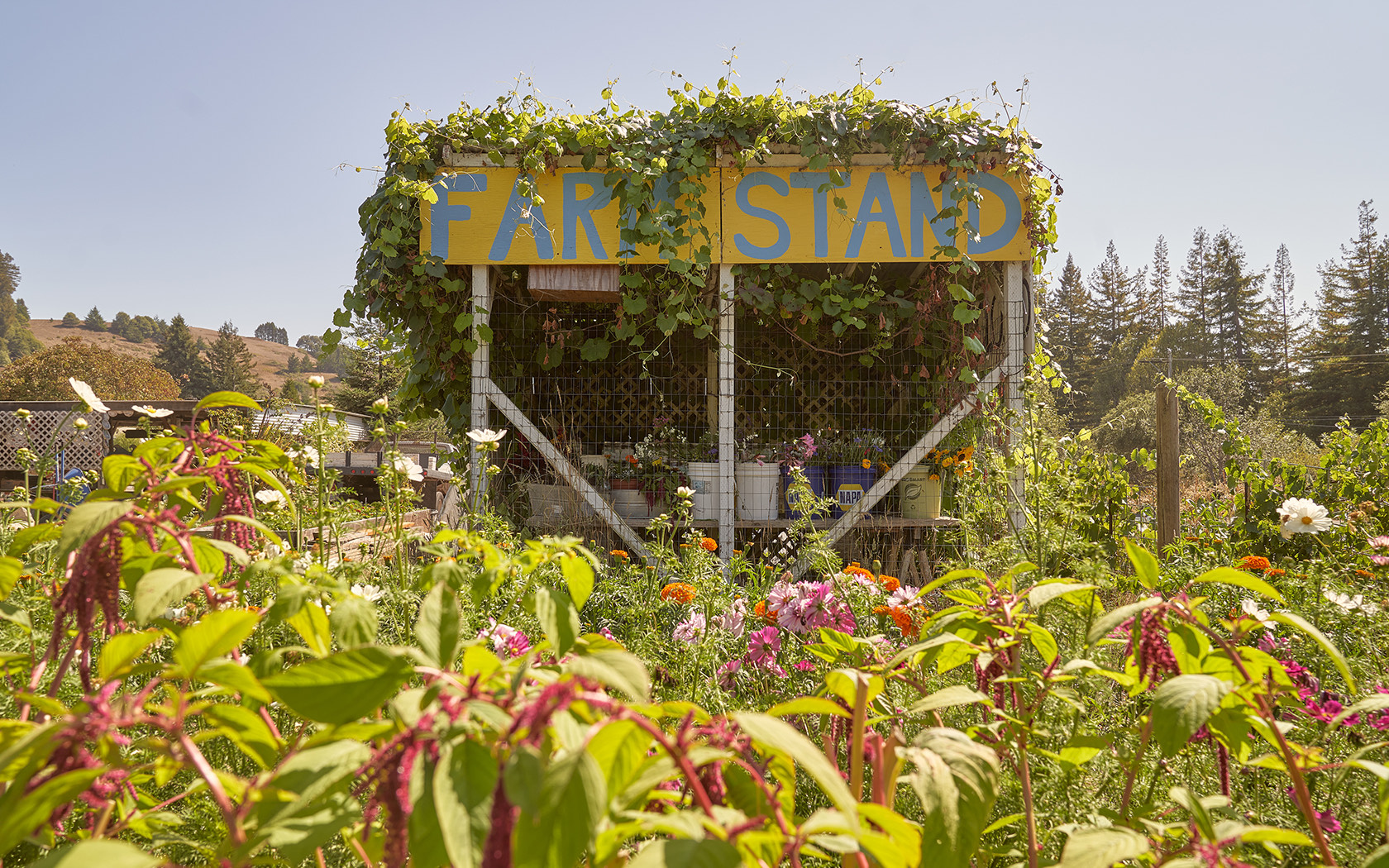 View of a local farmstand surrounded by plants 