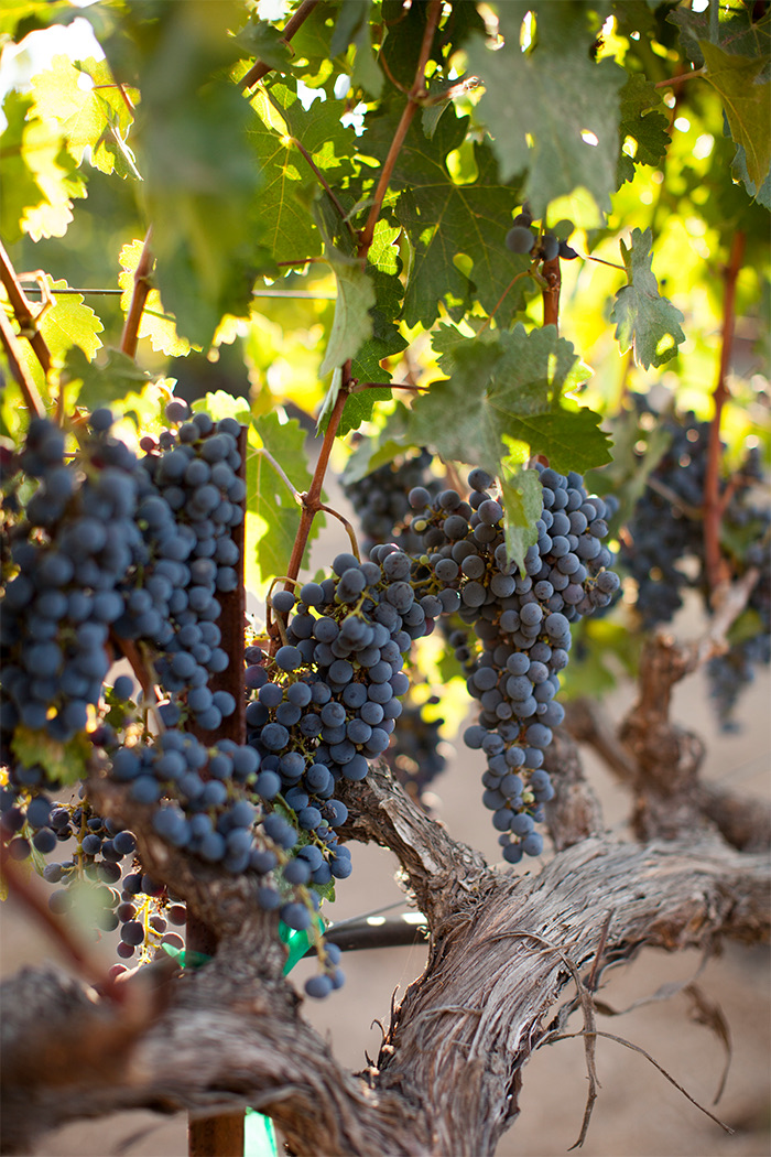 Closeup of some tasty grapes at the vineyard