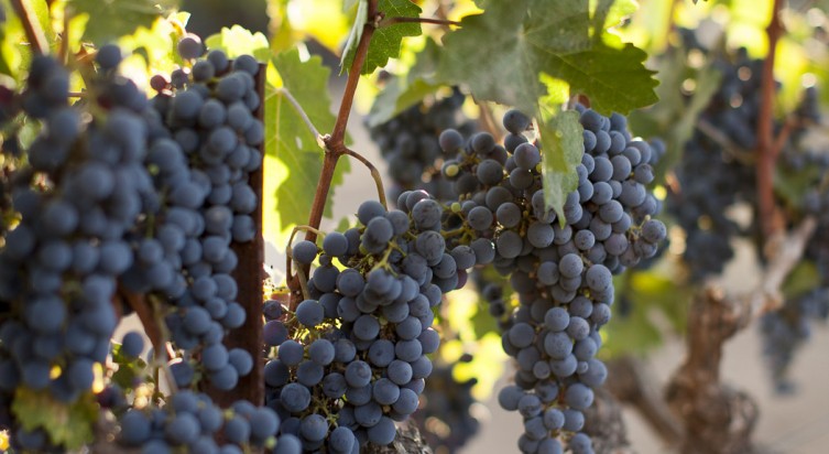 Napa Valley<br>Lodge 15