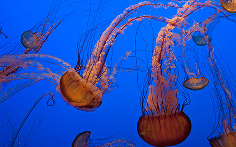Monterey Bay Aquarium (Monterey)