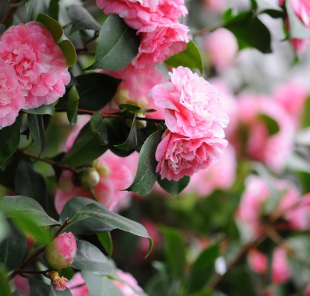 camellia flowers in pink 