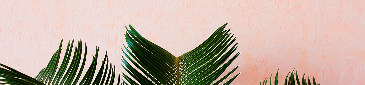 palm leaves in front of a pink wall