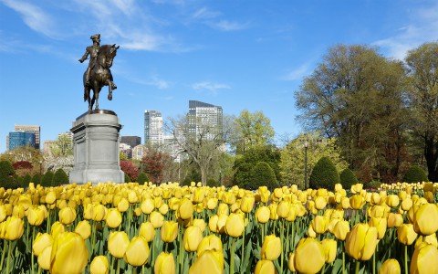 a small field of yellow tulips around a statue