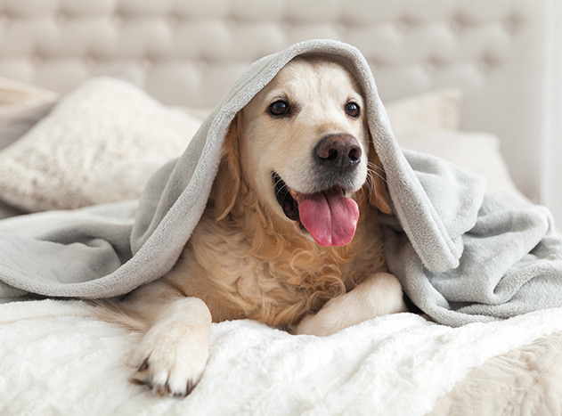 labrador laying in bed under a blanket
