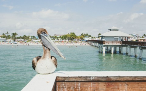 a pelican standing in the edge of the pier