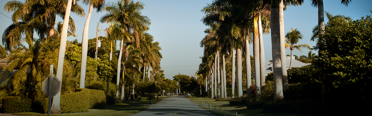 a path to the hotel surrounded by palm trees