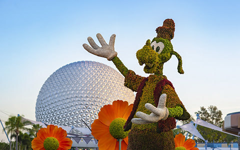 epcot flower festival. shot of goofy made of flowers and the epcot globe