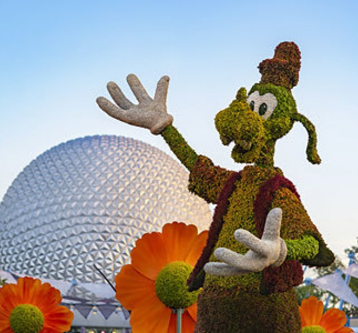epcot flower festival. shot of goofy made of flowers and the epcot globe