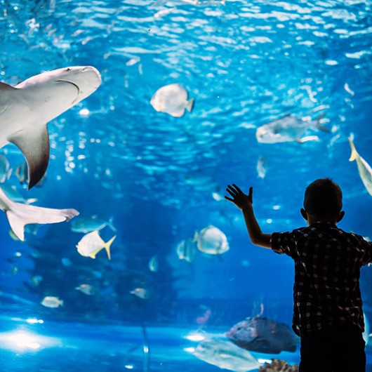 boy looking at an aquarium