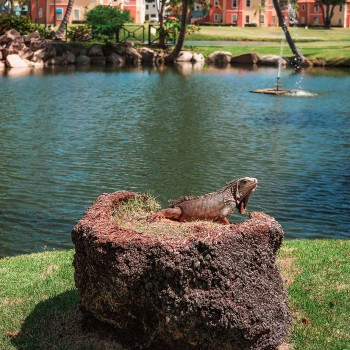 iguana on rock next to water