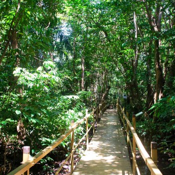 walkway under forest