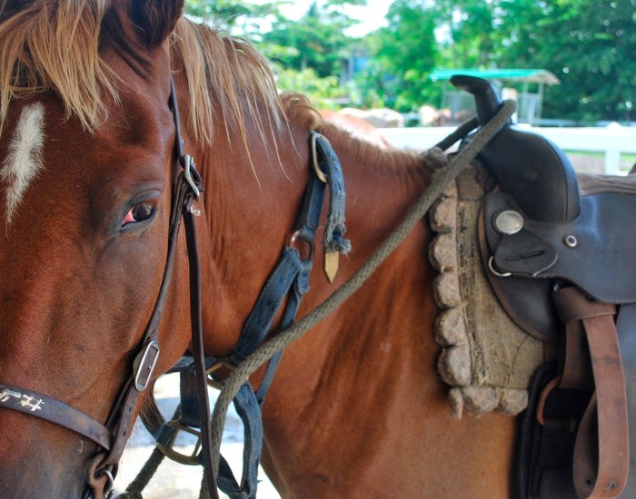 horse and saddle
