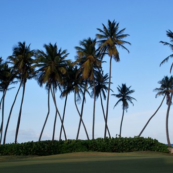 palm trees on lawn area