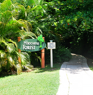 entrance to the pterocarpus forest