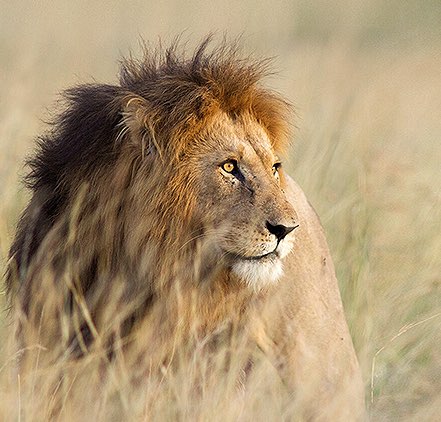 Lion laying in grass