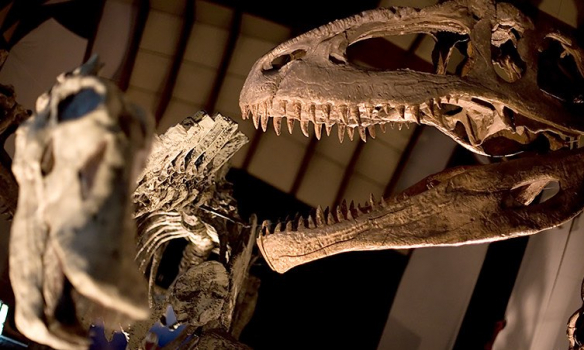 Yellowstone explore nearby attractions 3 Museum Rockies
