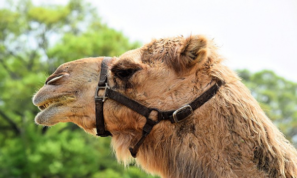 Yellowstone explore nearby attractions 6 camel discovery ranch