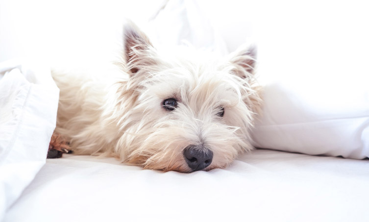 white dog tucked under bed covers