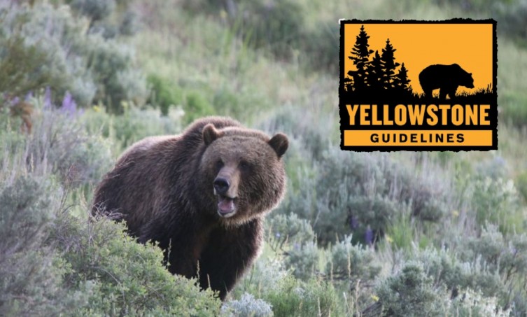 yellowstone guidelines grizzly and logo