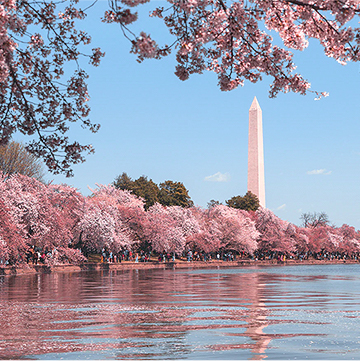 image of the washington monument with cherry blossoms 