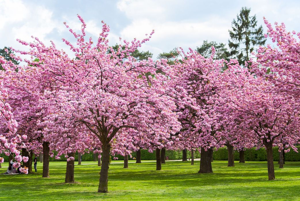 cherry blossom trees
