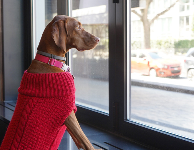 a dog with a sweater on looking out a window