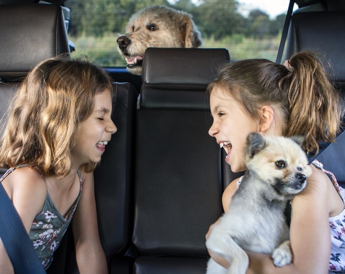 06_car safety for pets and kids in the summer_se